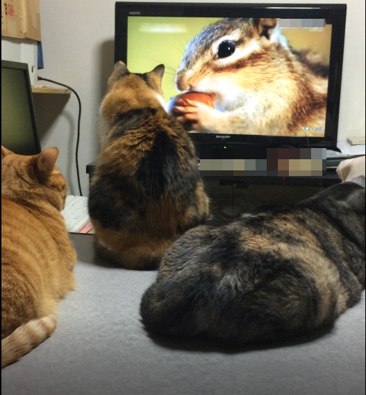 テレビ見る猫たち
