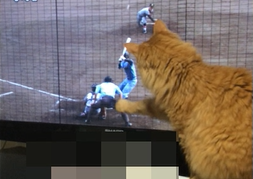 猫が見るTVスポーツ番組
