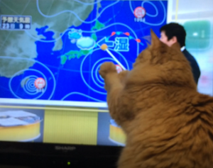 猫が見るTV天気予報