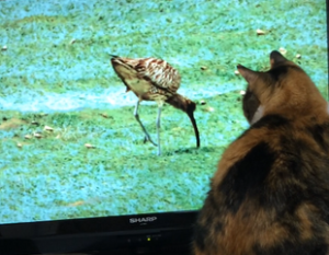 猫が見るTVの動物番組