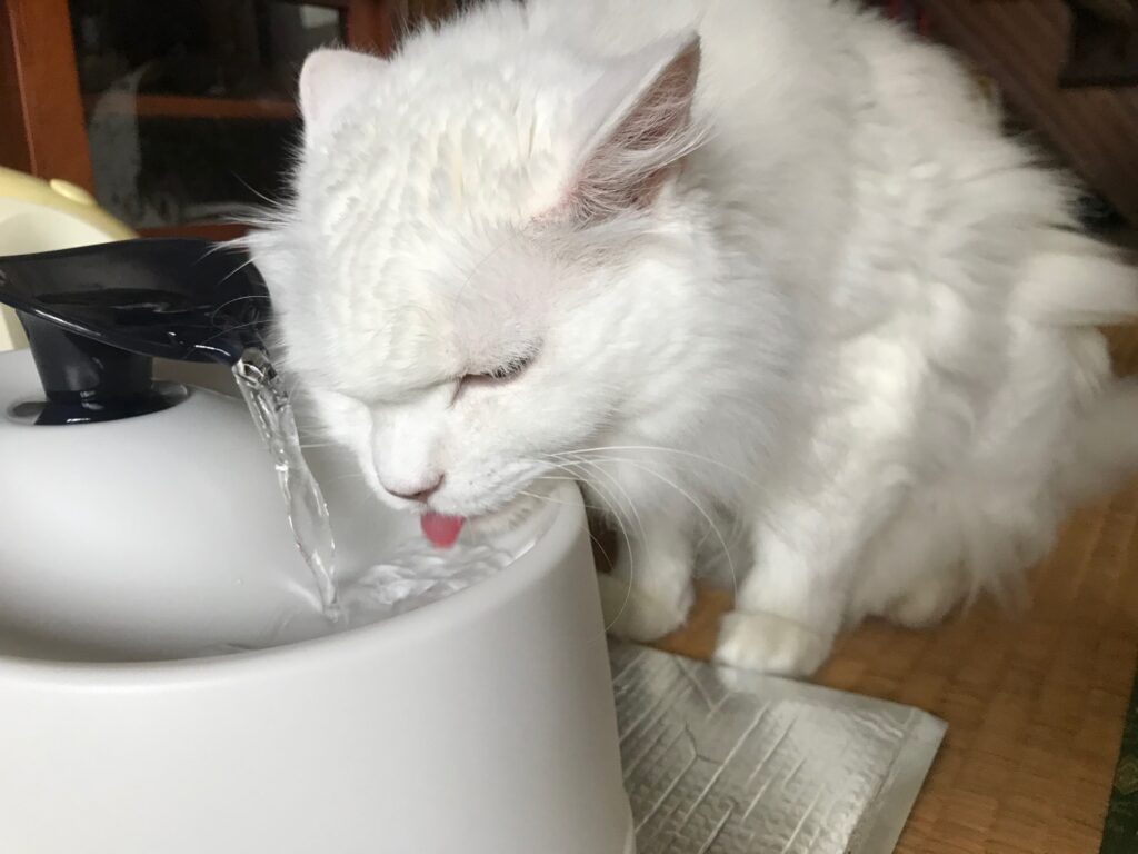 猫はよく水を飲む