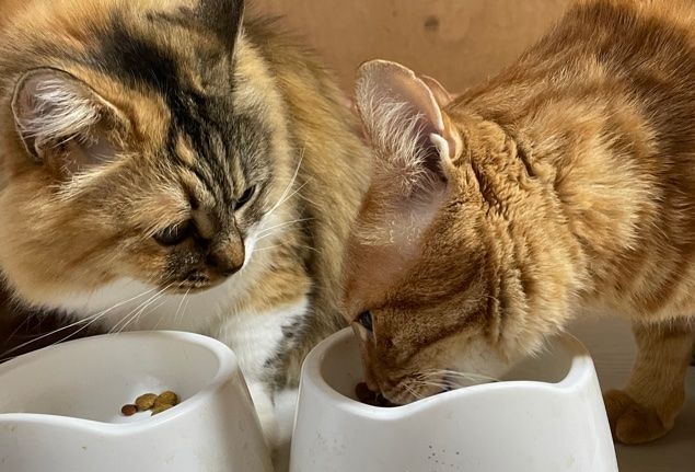 カリカリを食べる猫たち