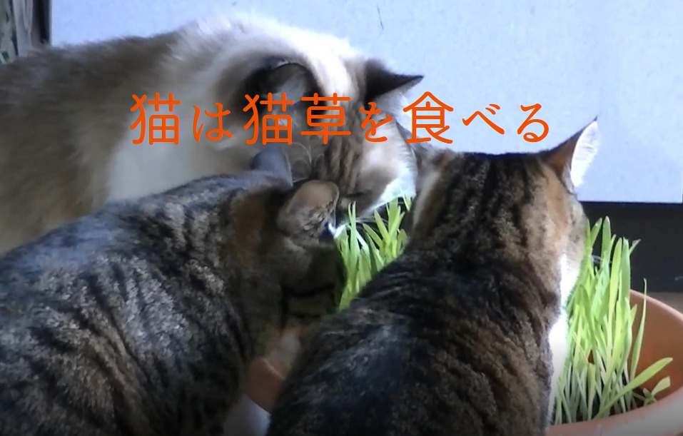 猫草を食べる猫たち