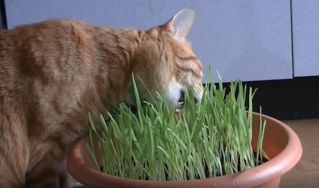 猫が猫草を食べる