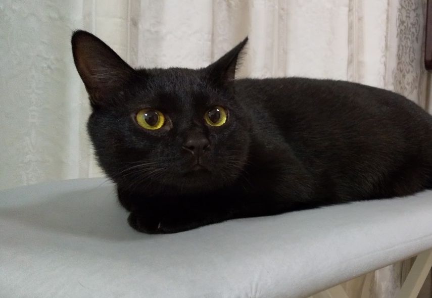 黒猫の魅力