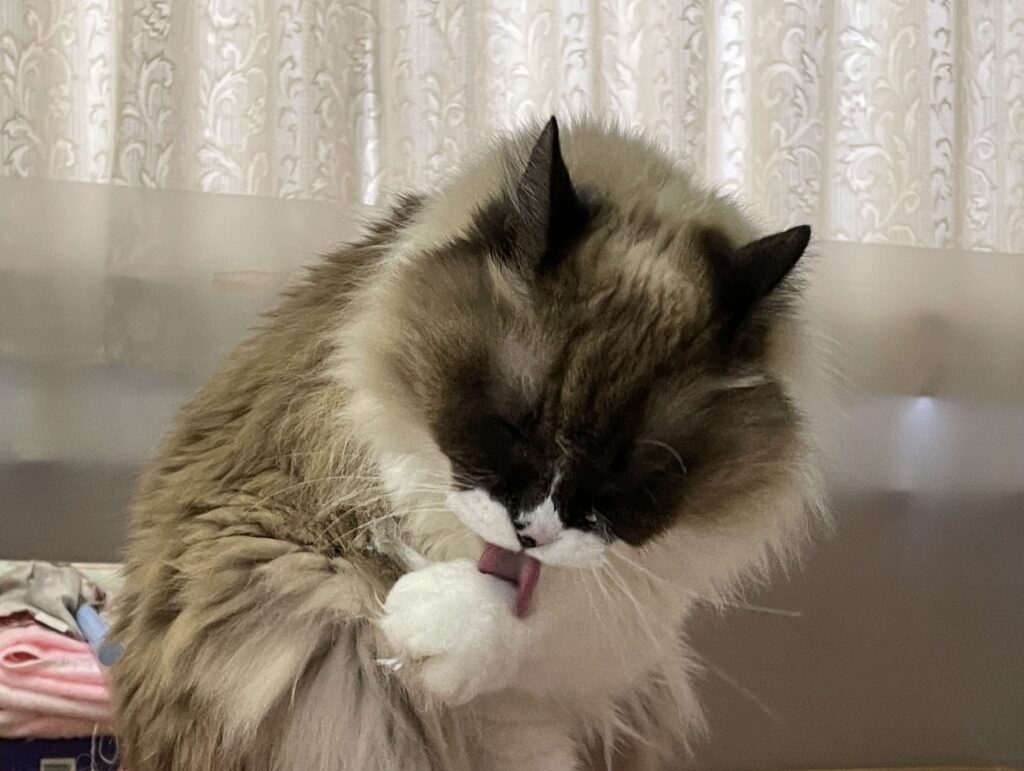 猫の顔洗い