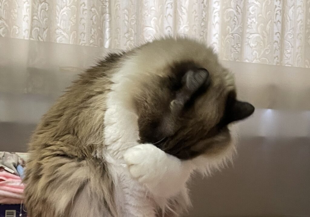 猫が顔を洗っている