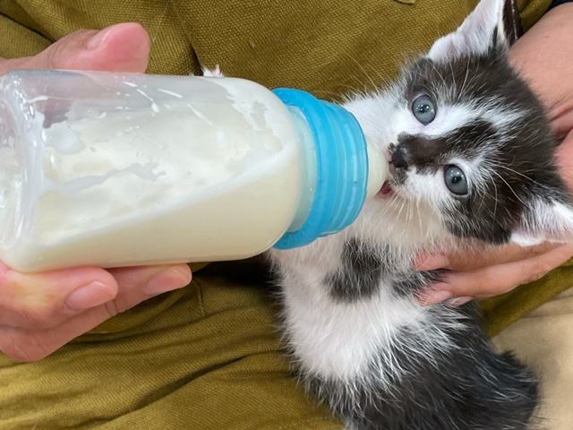 子猫拾ったらミルクを