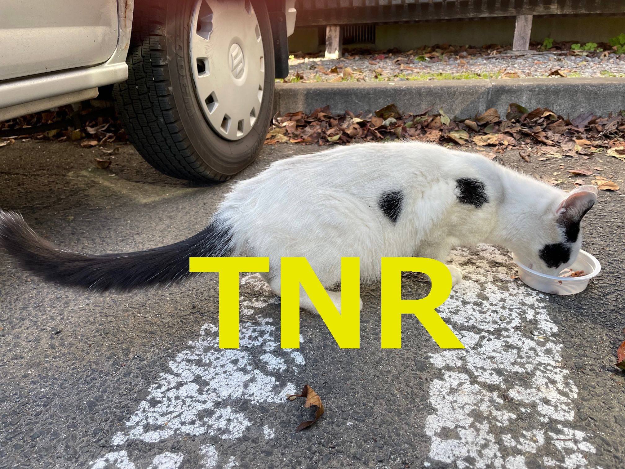 猫のTNRとは