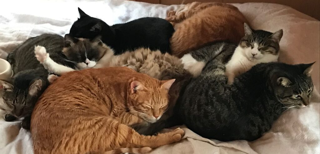 猫たち